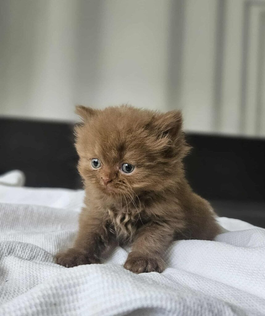 Kelly British Longhair Female (Available) $3400