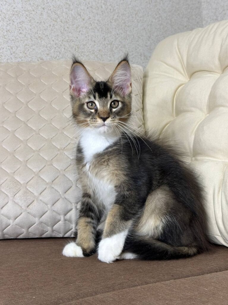 Vegas Maine Coon  Male (Available) $2900