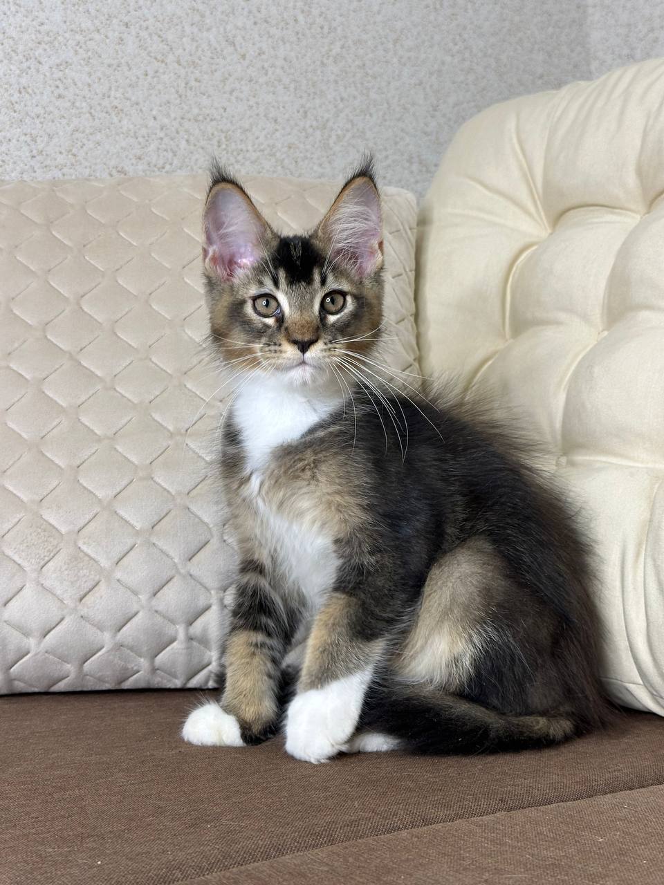 Vegas Maine Coon  Male (Available) $2900