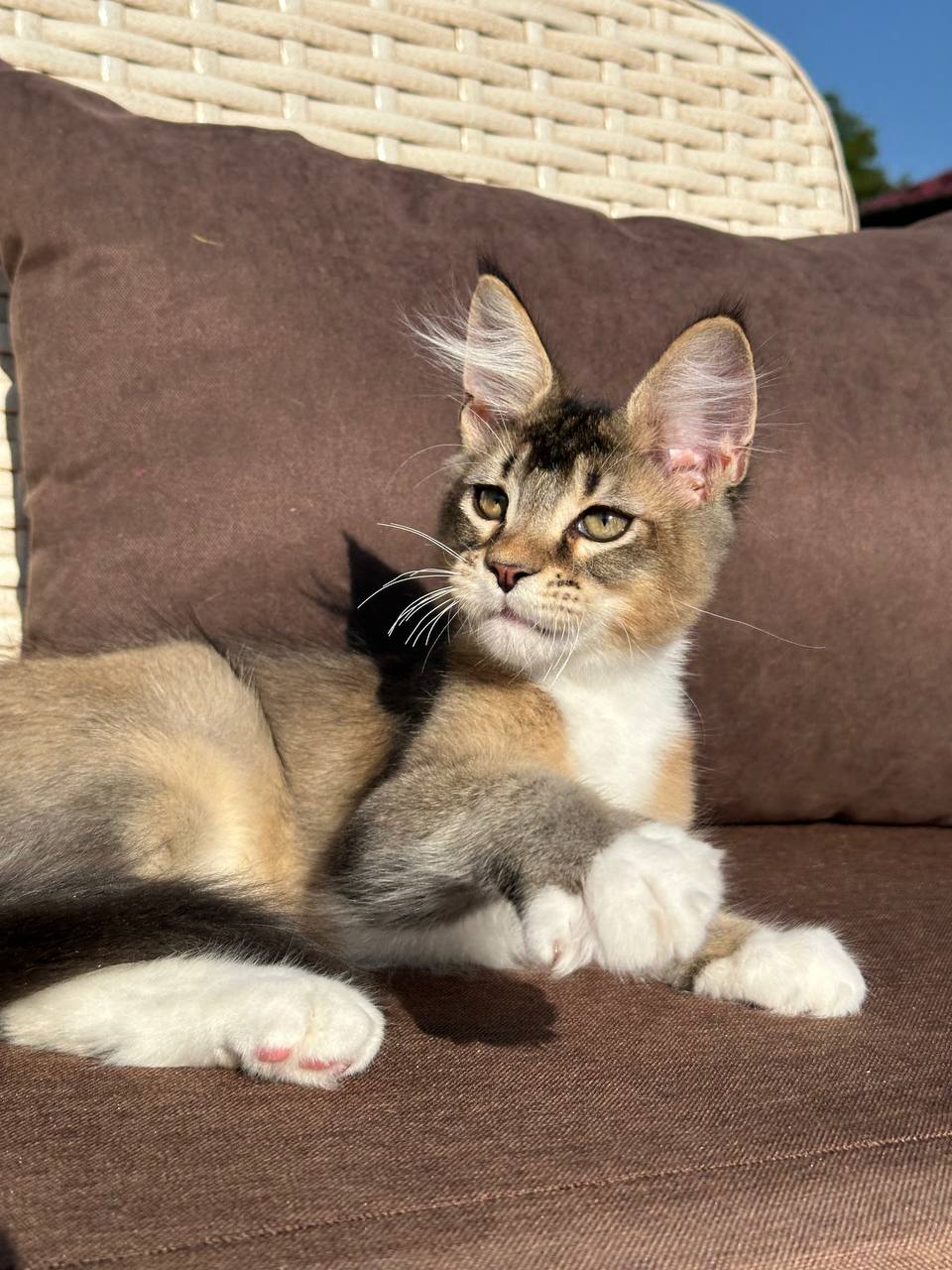 Houston Maine Coon  Male (Available) $2900