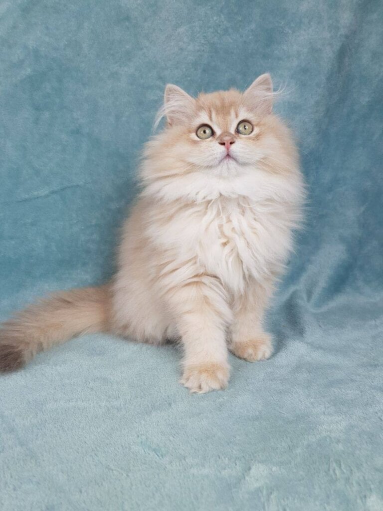 Quillie British Longhair  Male (Available) $3100