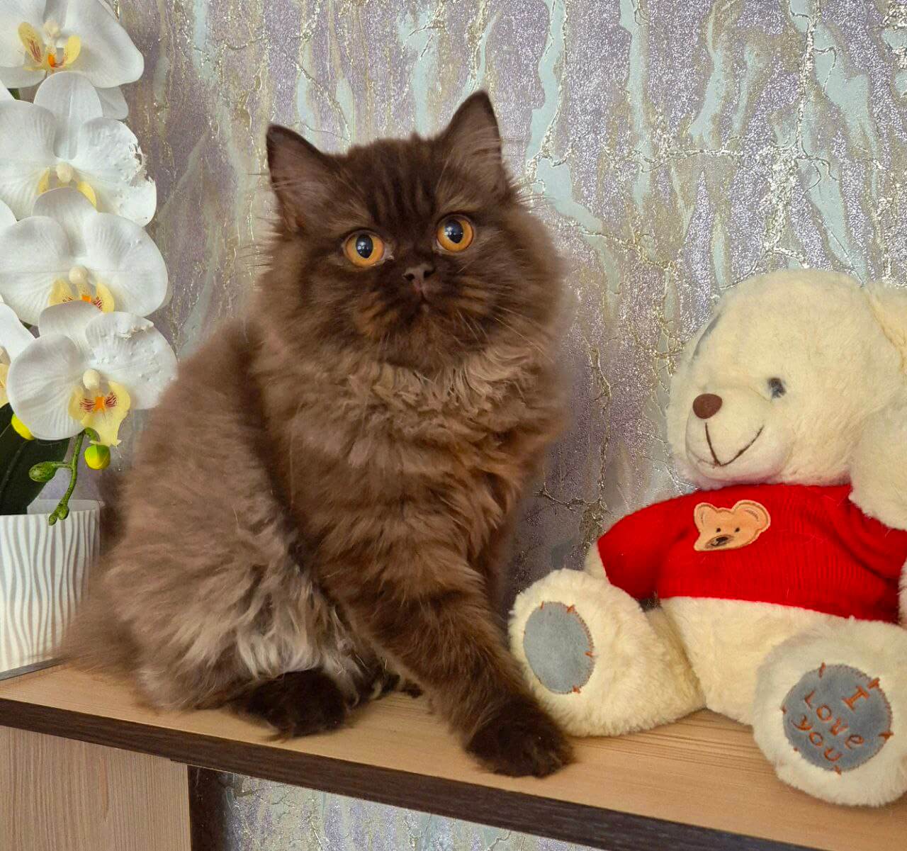 Bagira British Longhair  Female (Available) $3200