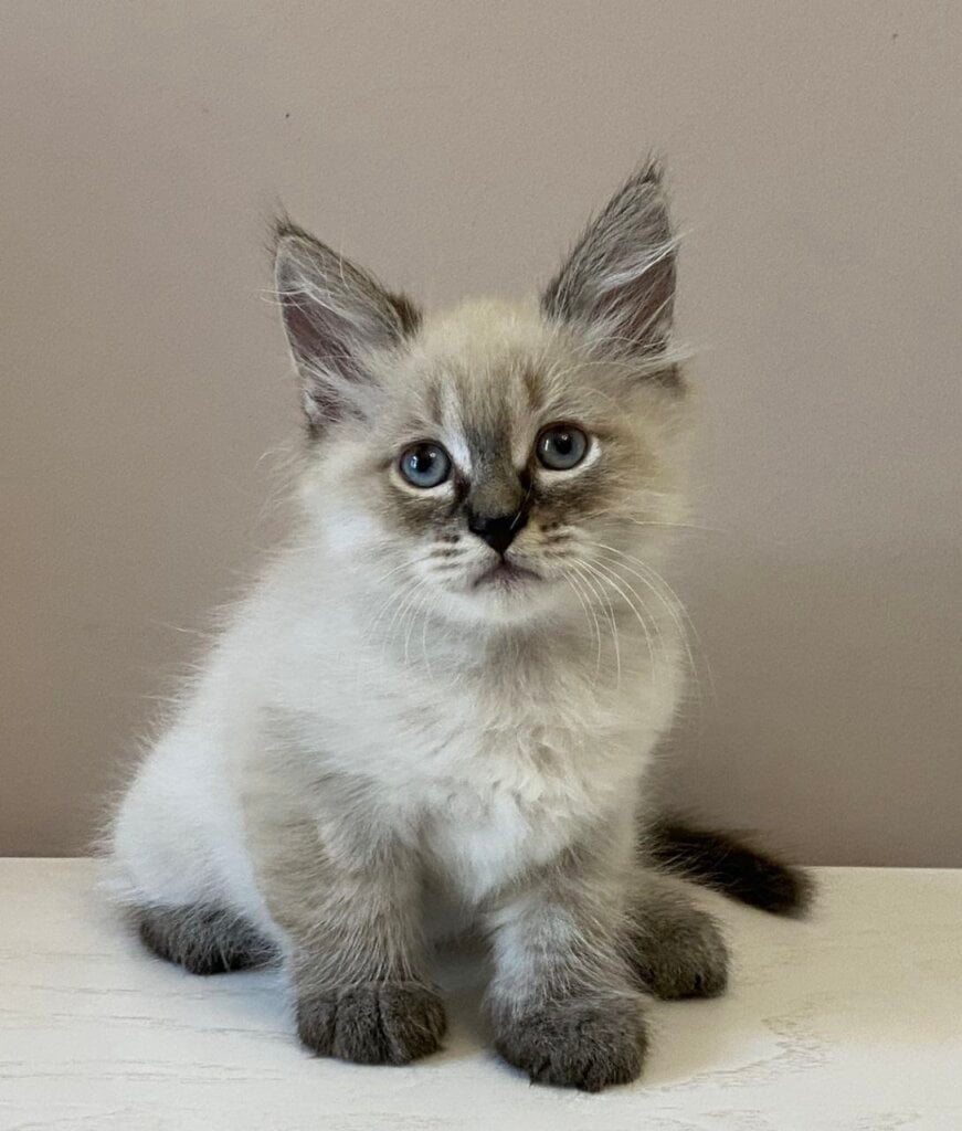 Amour Siberian  Male (Available) $2850