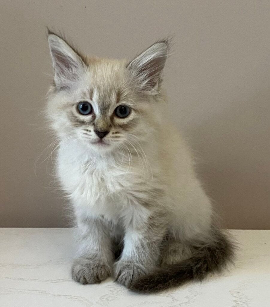 Antje Siberian  Female (Available) $2900