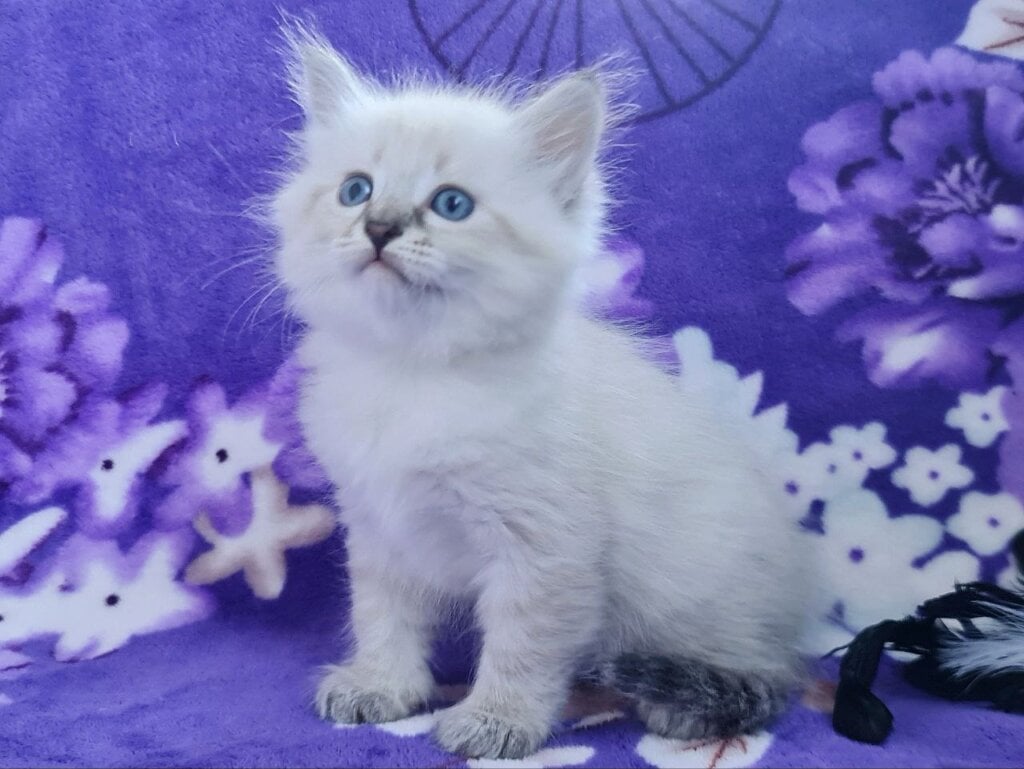 Xandra Siberian Female (Available) $3100