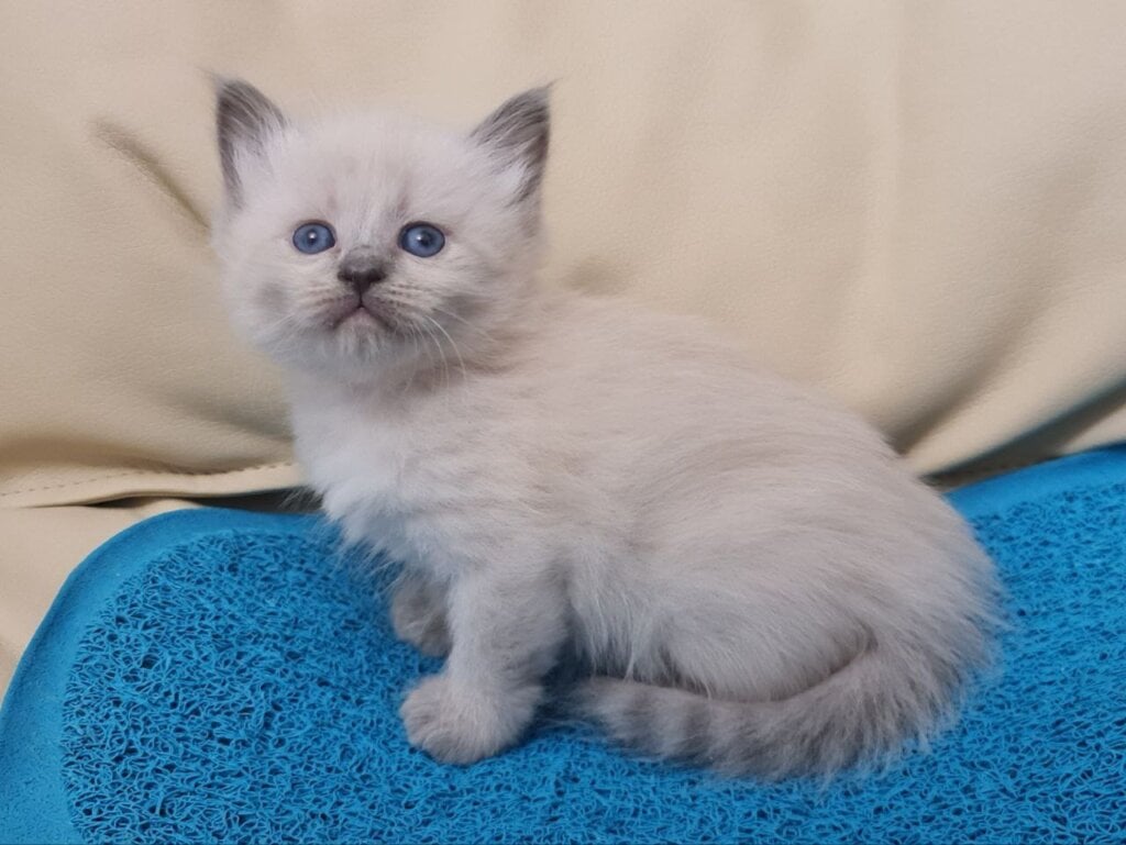 Xenia  Siberian Female (Available) $3100