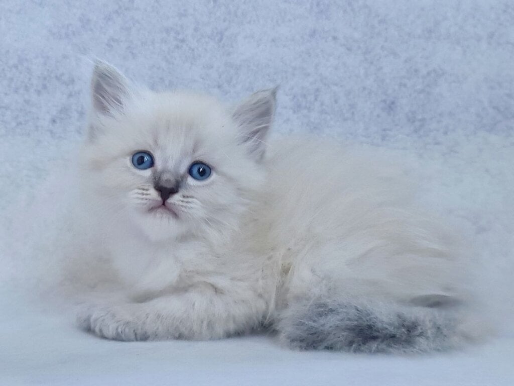 Xan Siberian Male (Available) $3100