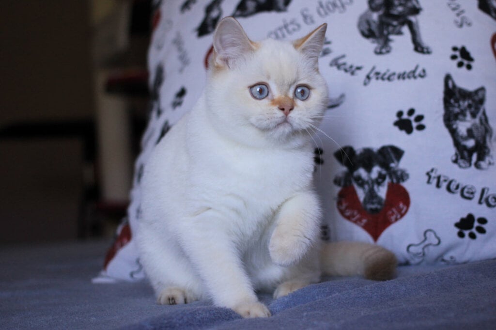 Lola British Shorthair  Female (Available) $2550