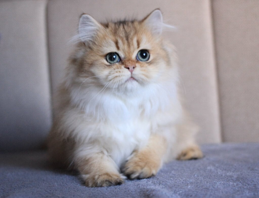 Lily British Longhair Female (Available) $2550