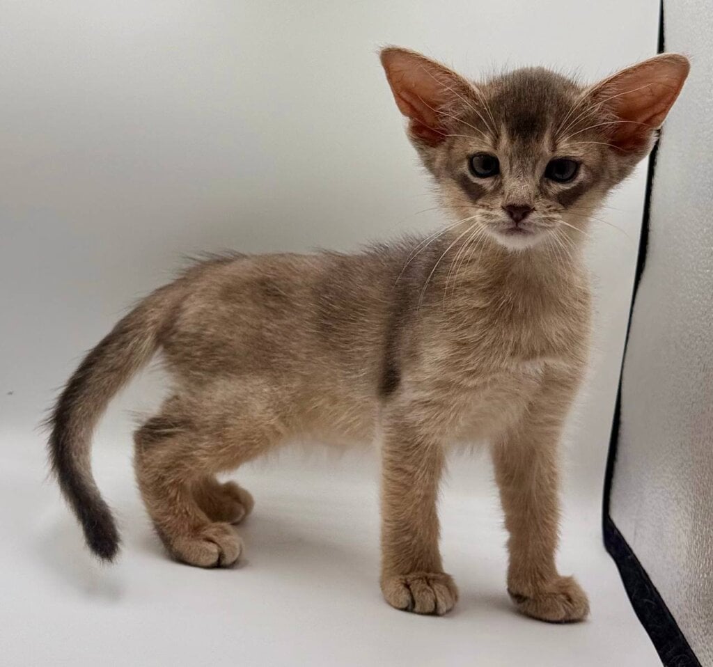 Iron Abyssinian  Male (Available) $3000