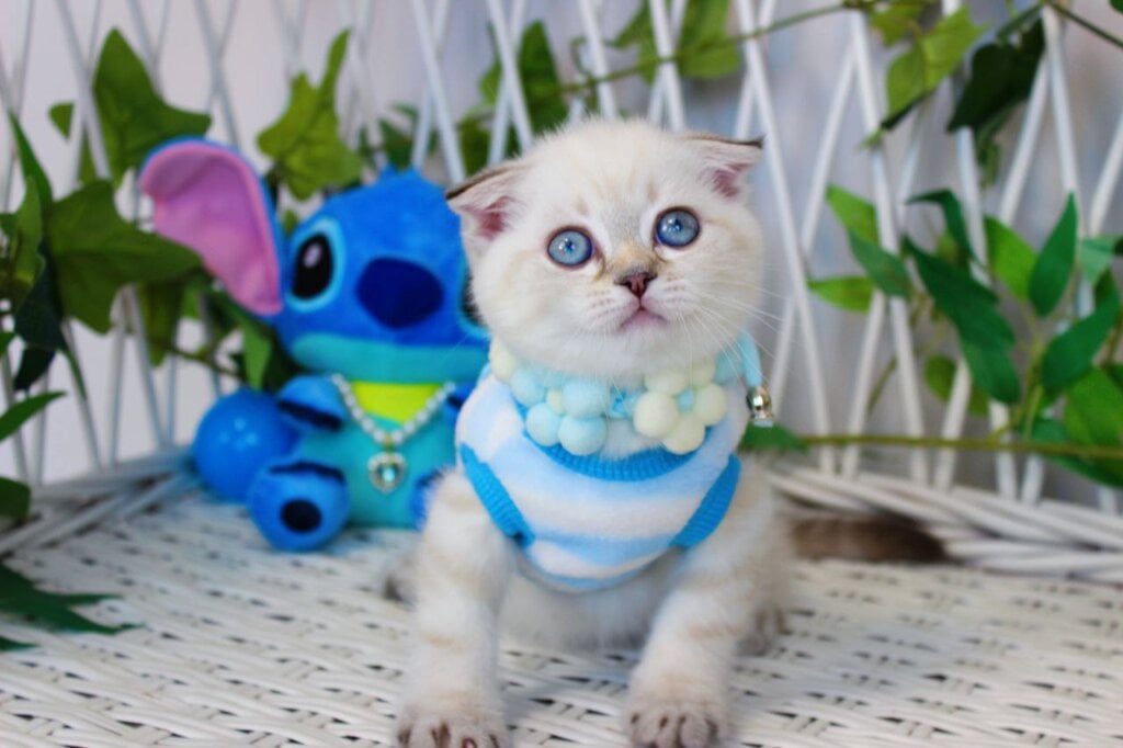 Justin Scottish Fold Male (Available) $2550