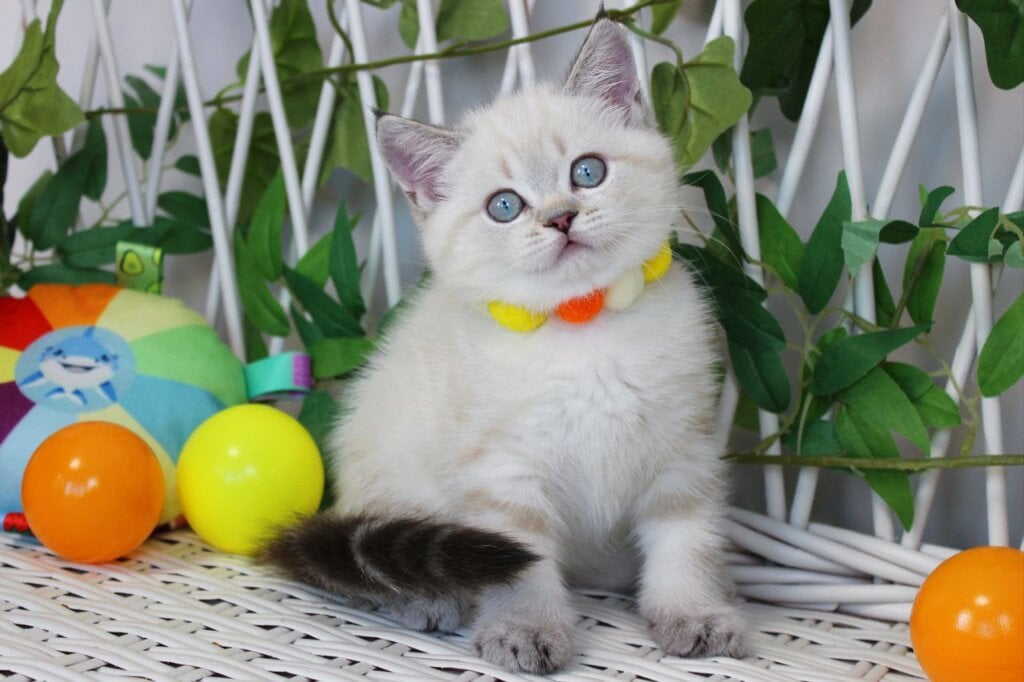 Jemma Scottish Straight  Female (Available) $2550