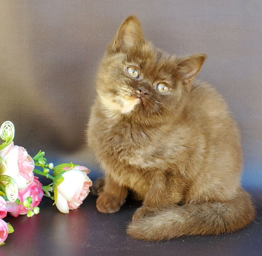 Eva British Shorthair  Female (Available) $2900