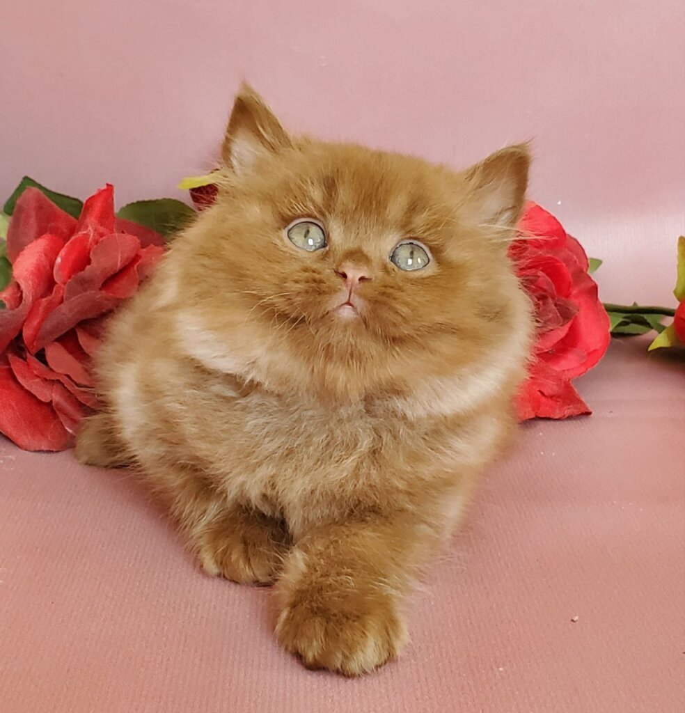 Hugo British Longhair  Male (Available) $3100