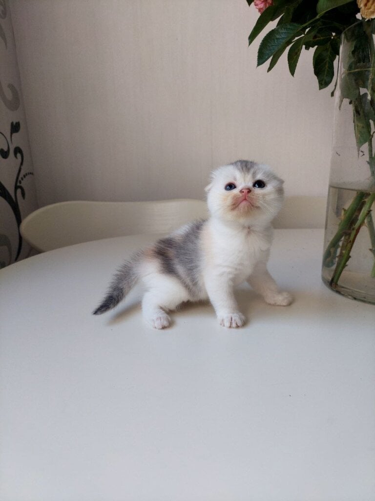 LUNA Scottish Fold  Female (Available) $2800