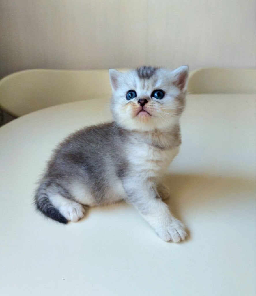 Lucas Scottish Straight  Male (Available) $2600