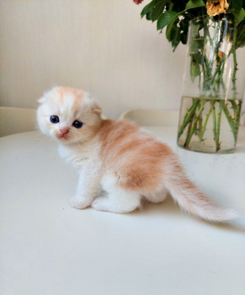 LOGAN Scottish Fold  Male (Available) $2700