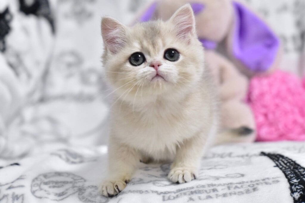 Yasia British Shorthair  Female (Available) $3000