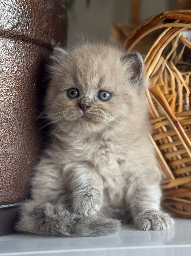 Timur Scottish Straight  Male (Available) $2750