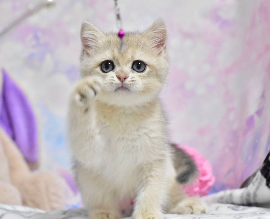 Yanis British Shorthair  Male (Available) $2800