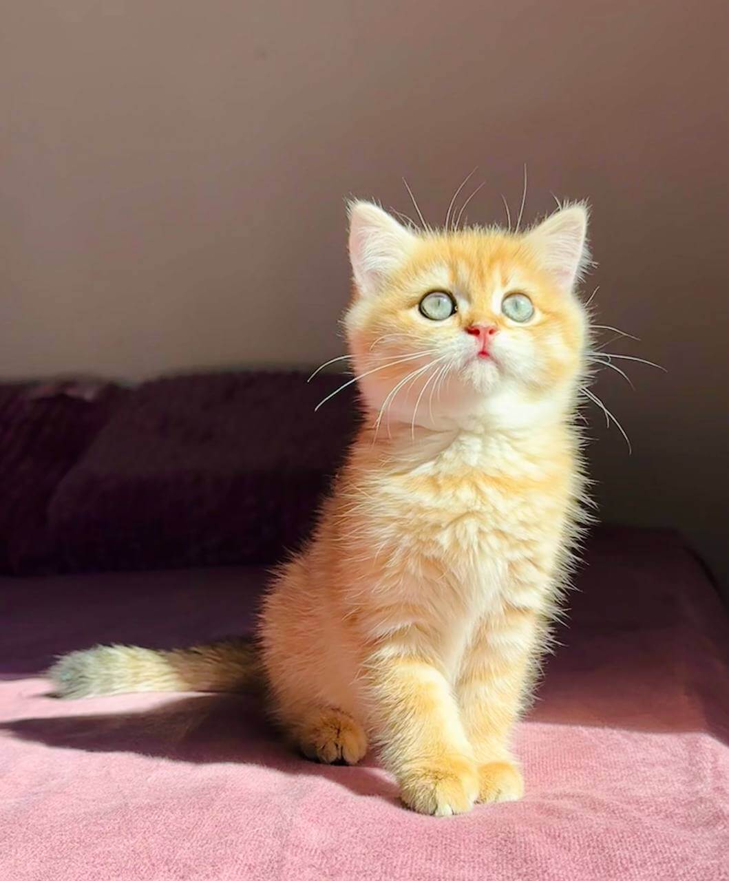 Una British Shorthair  Female (Available) $2600