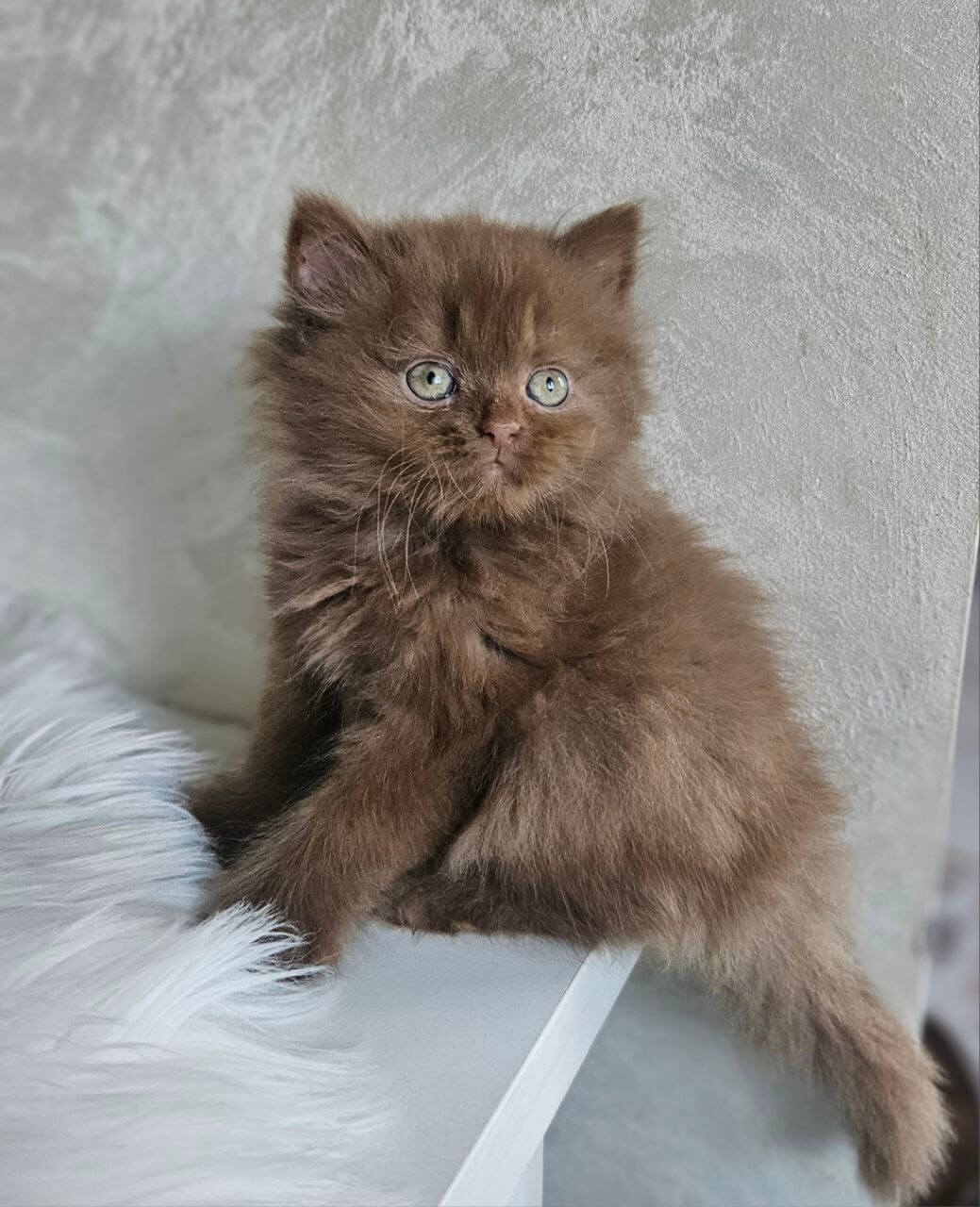 Kelly British Longhair Female (Available) $3300