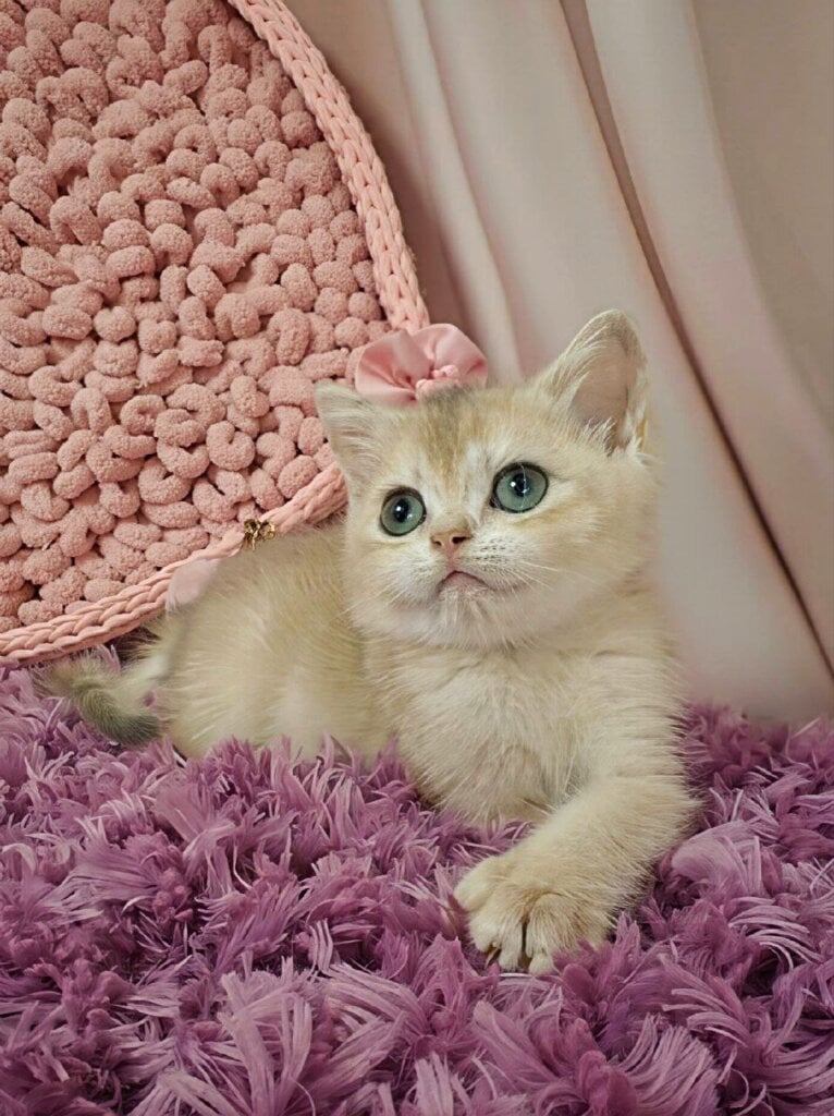 Tiffany British Shorthair  Female (Available) $3000