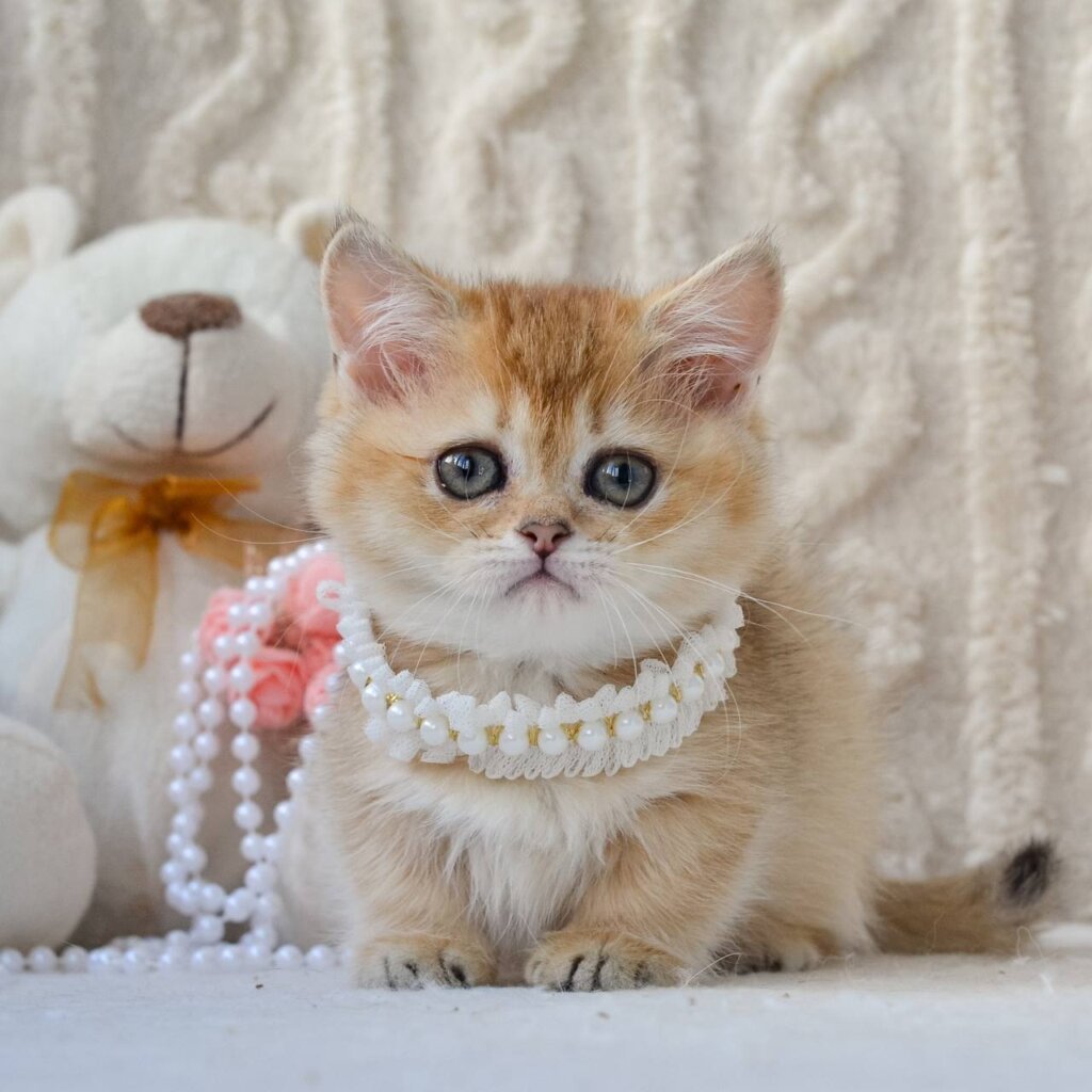 Jenny Munchkin Female (Available) $4000