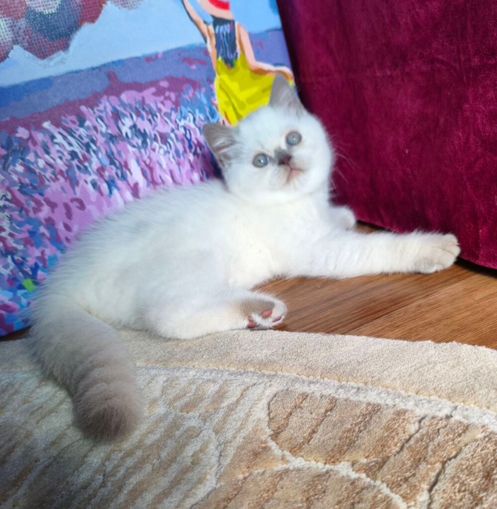 Lyalya Scottish Straight  Female (Available) $2600