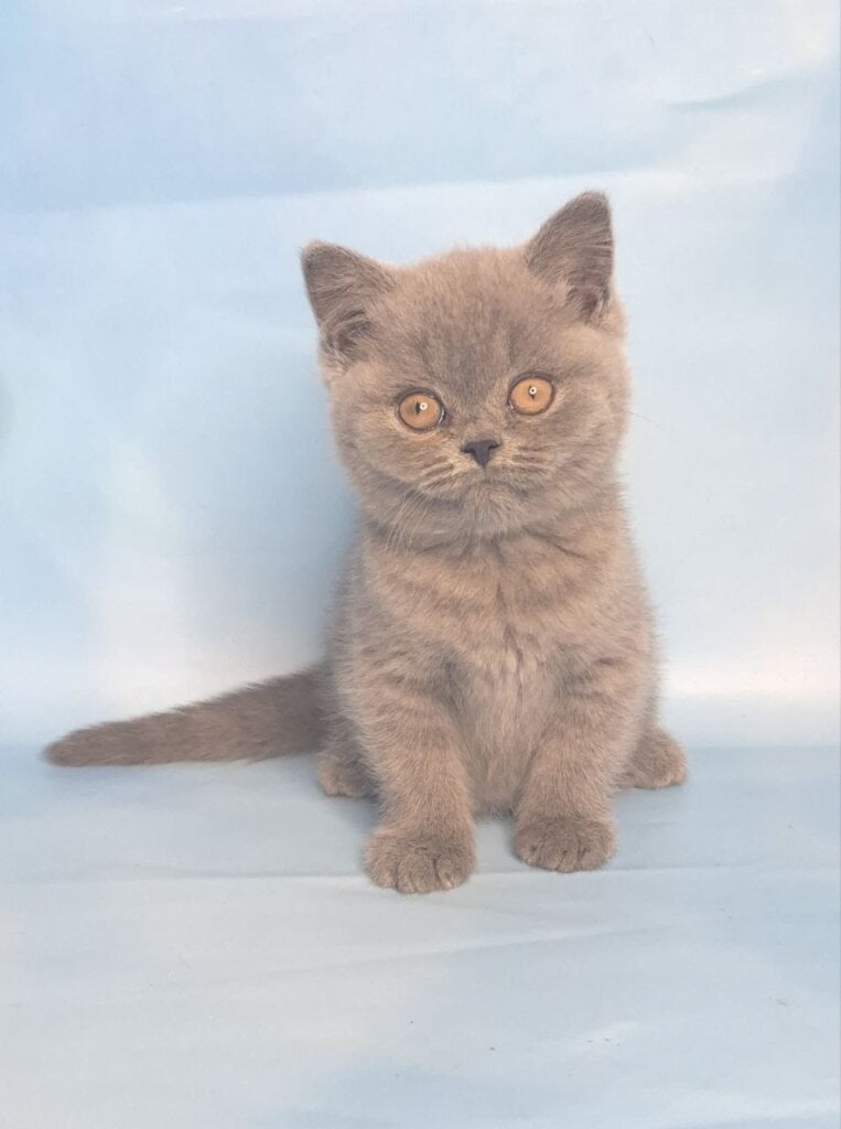 Jean British Shorthair  Male (Available) $2700