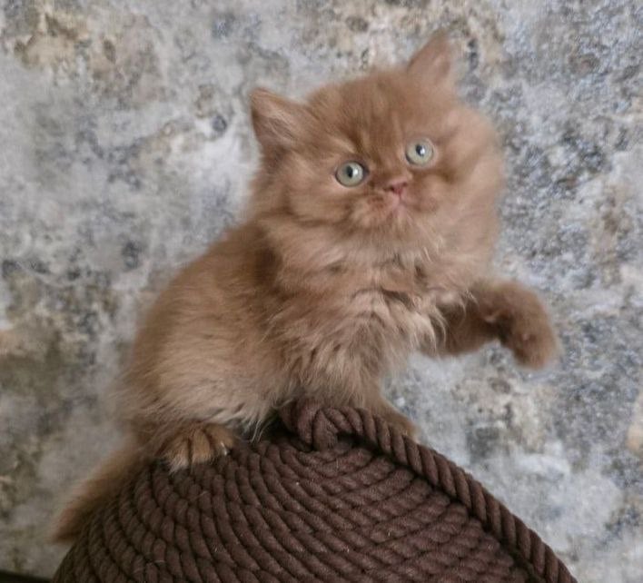 Quentin British Longhair Male (Available) $3200