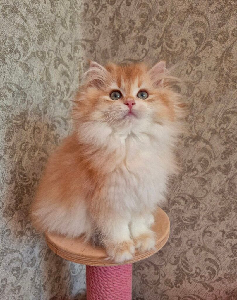 Martin British Longhair Male (Available) $2800