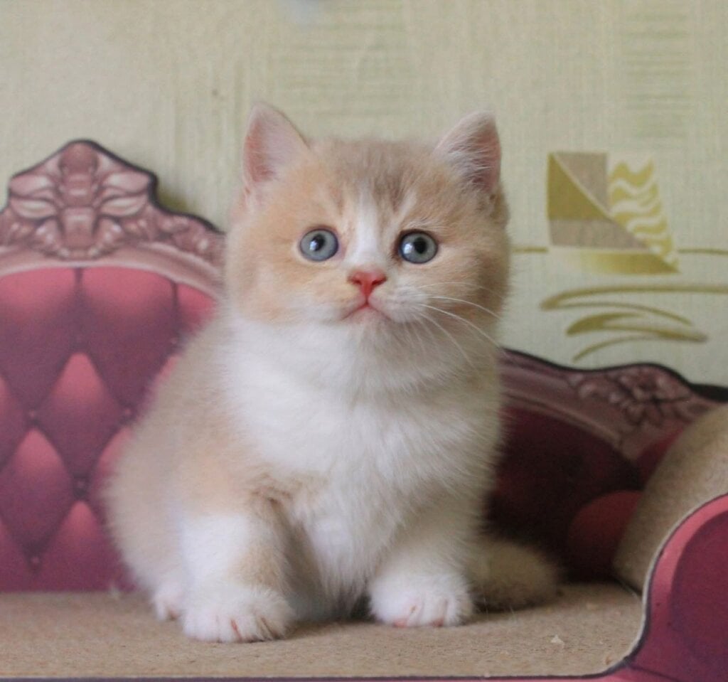 Vito British Shorthair  Male (Available) $2700