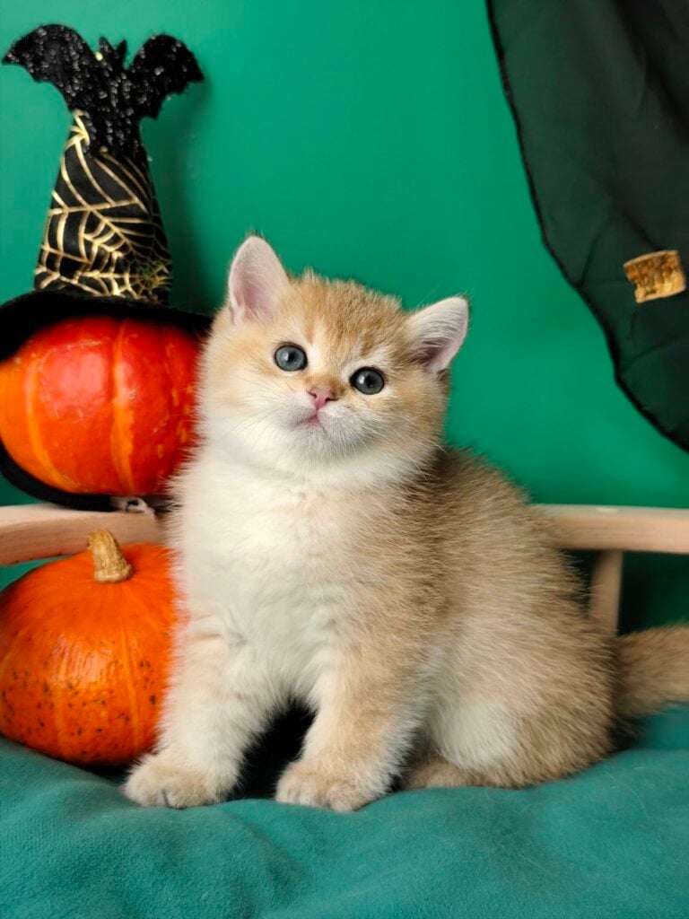Caleb British Shorthair  Male (Available) $3000