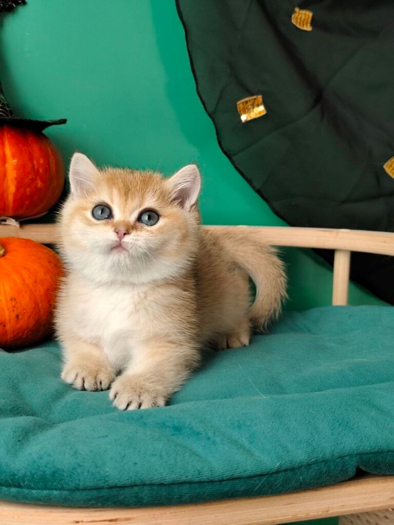 Caroline British Shorthair Female (Available) $2800