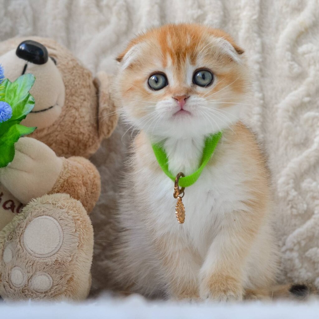 Ivo Scottish Fold  Male (Available) $2800