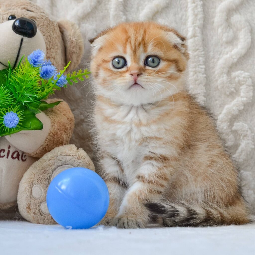 Inky Scottish Fold Male (Available) $2700