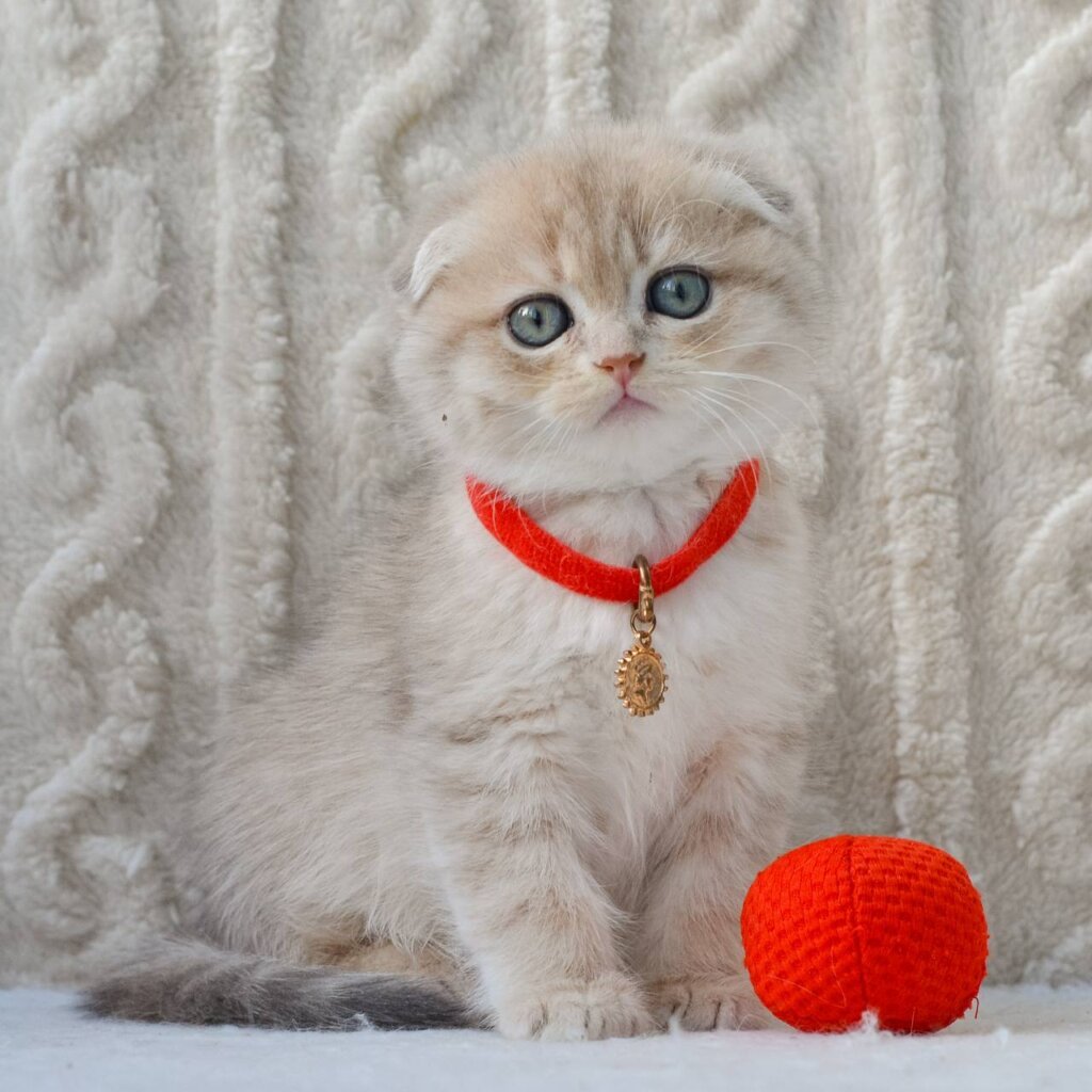 Ice Scottish Fold  Male (Available) $2800