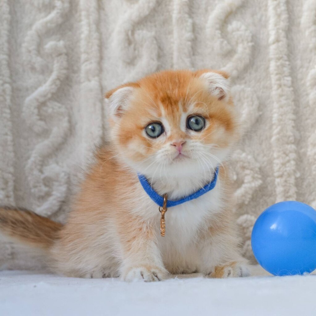 Ikie Scottish Fold Male (Available) $2500