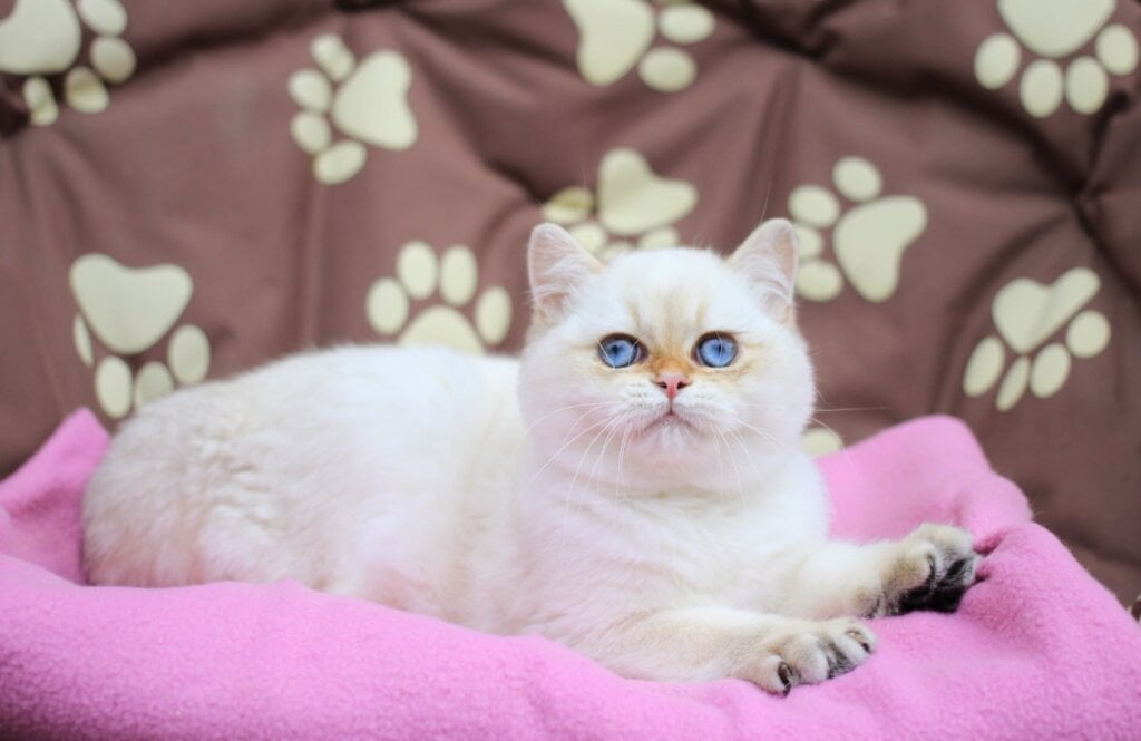 Ecler British Shorthair Male (Available) $2700