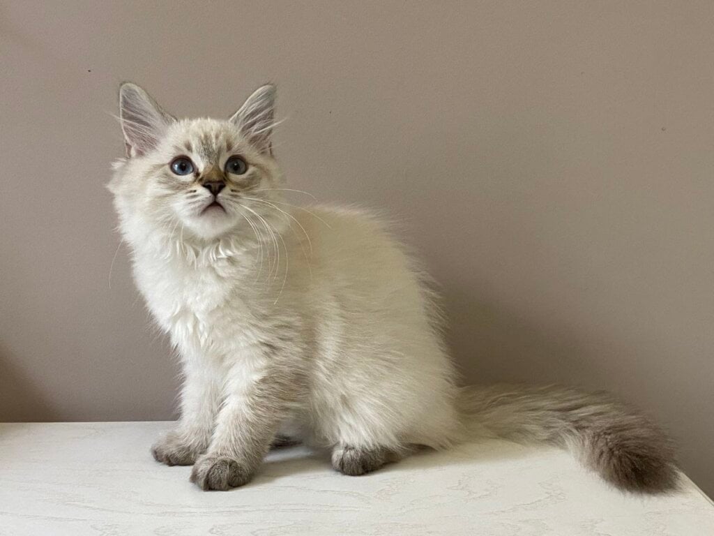 Chanel Siberian  Female (Available) $2800