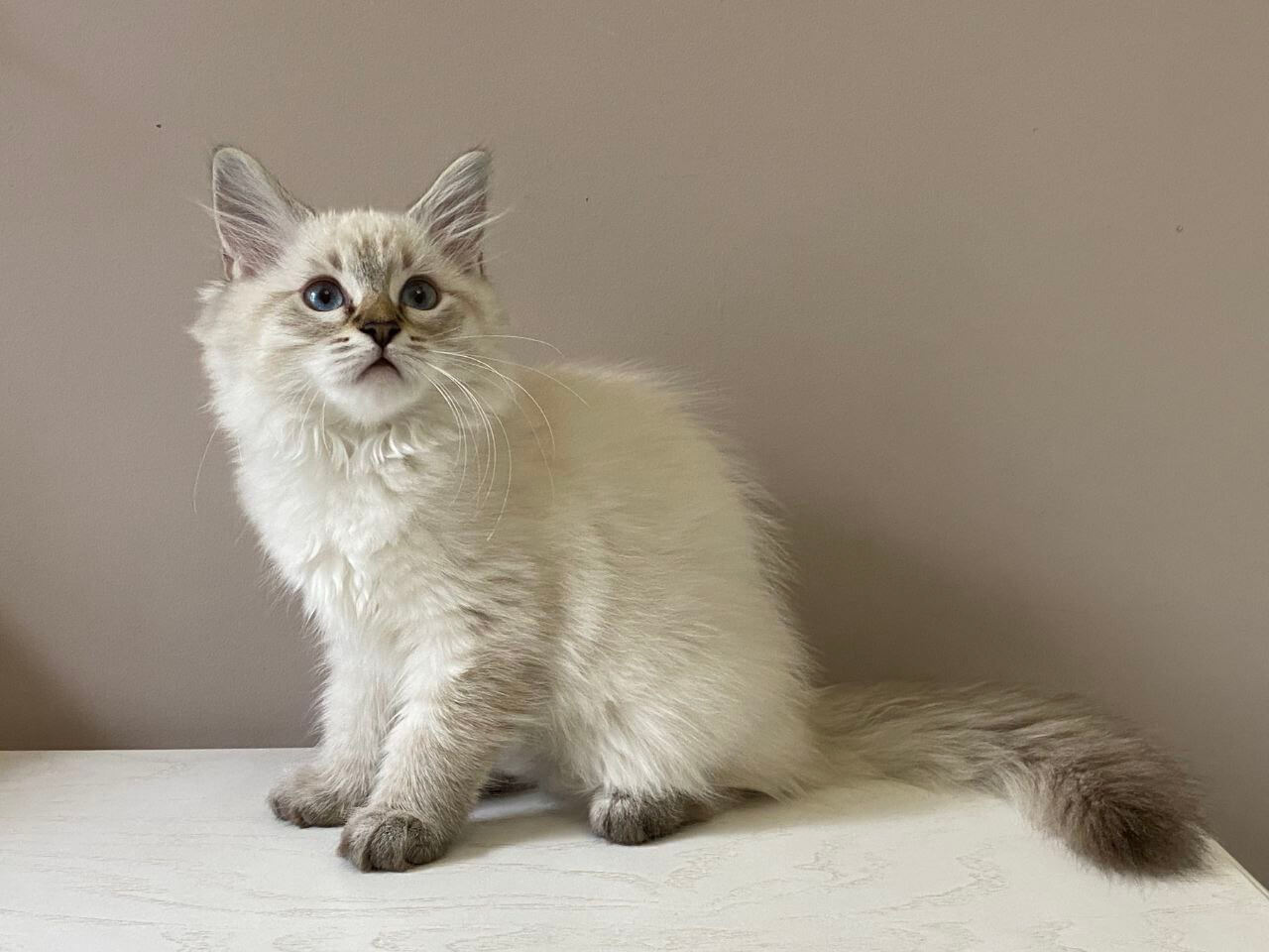 Chanel Siberian  Female (Available) $2800