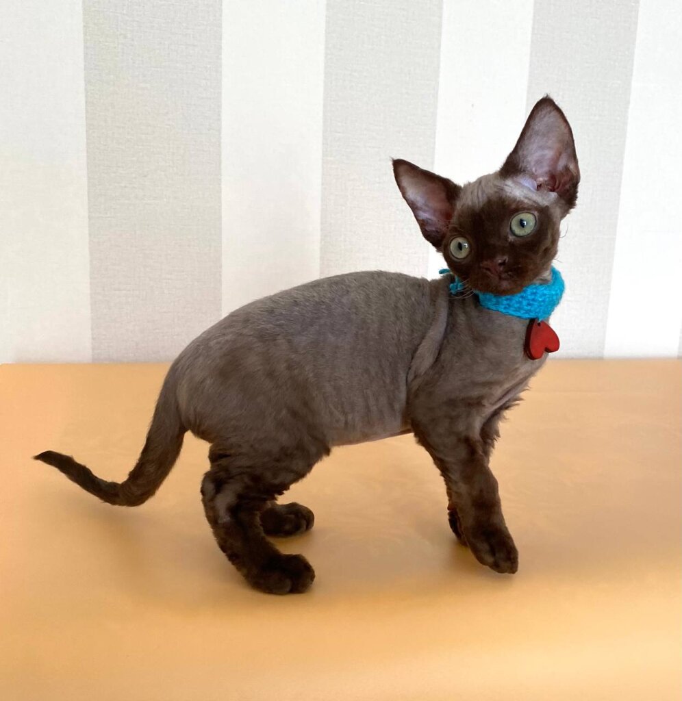 Mao Devon Rex Male (Available) 50 - photo 1