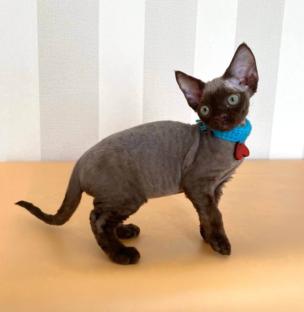 Mao Devon Rex Male (Available) $3050