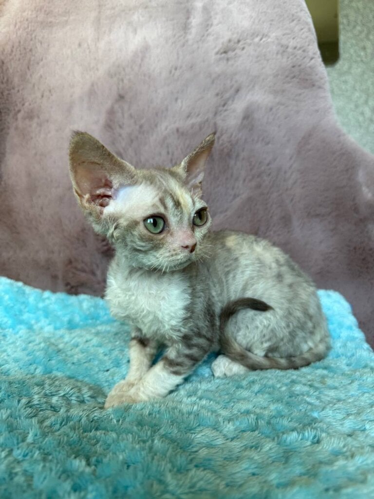 Ruby Devon Rex Female (Available) $3150