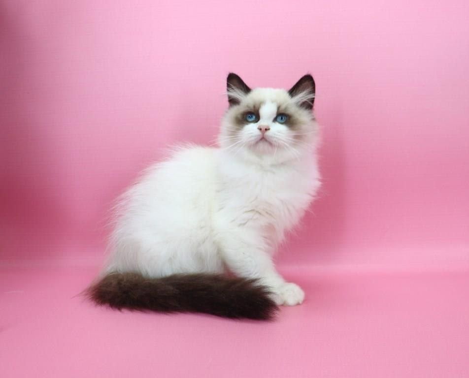Garfield Ragdoll Male (Available) $3350
