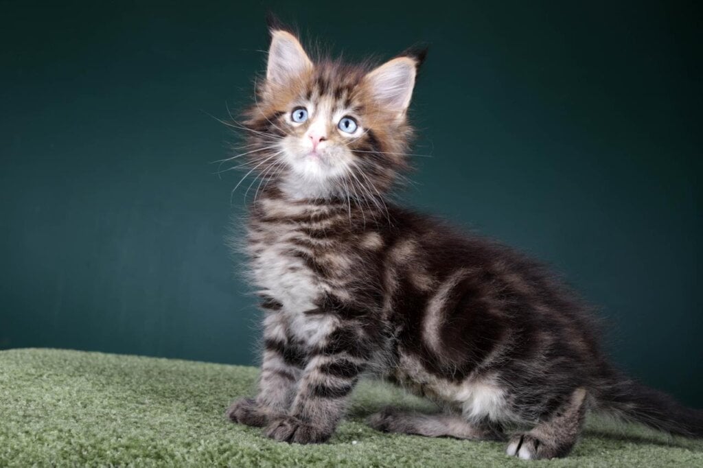 Halif Maine Coon Male (Available) $4450