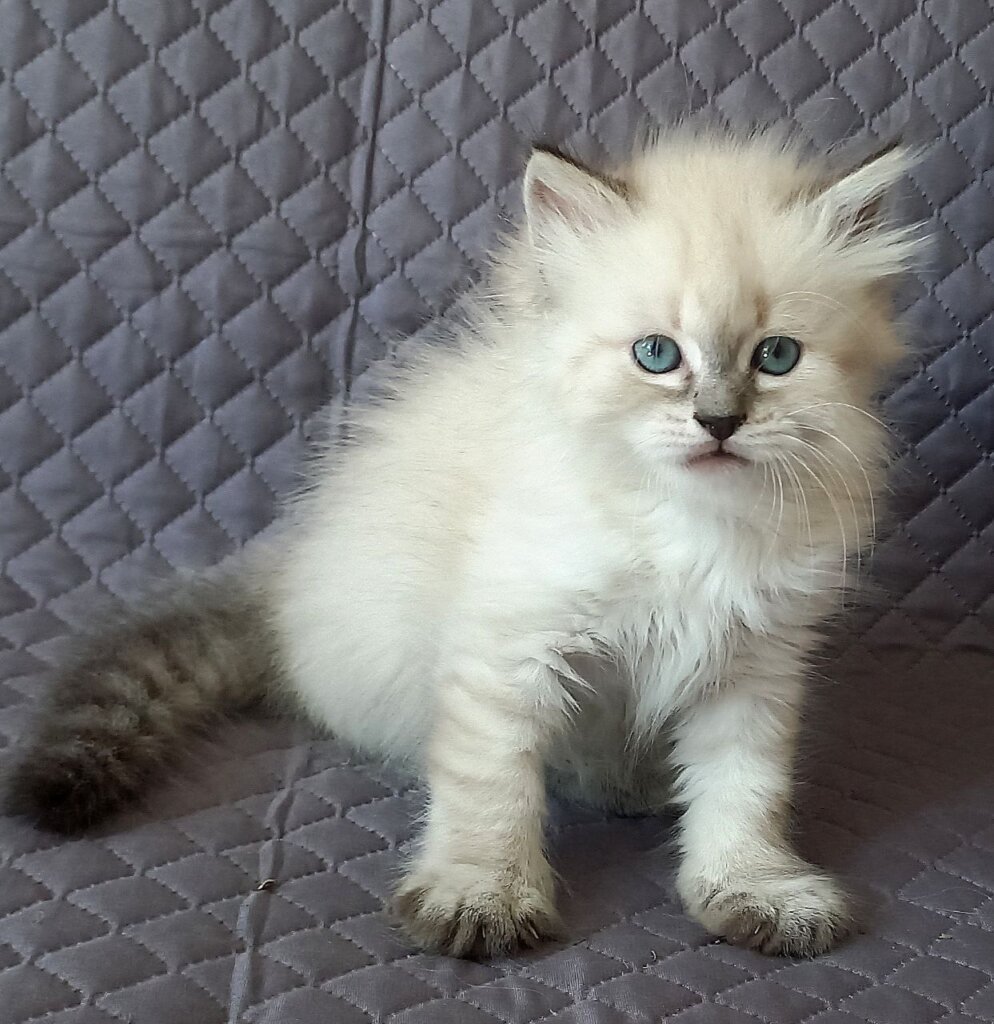 Jean-Jac Siberian Male (Available) $3500