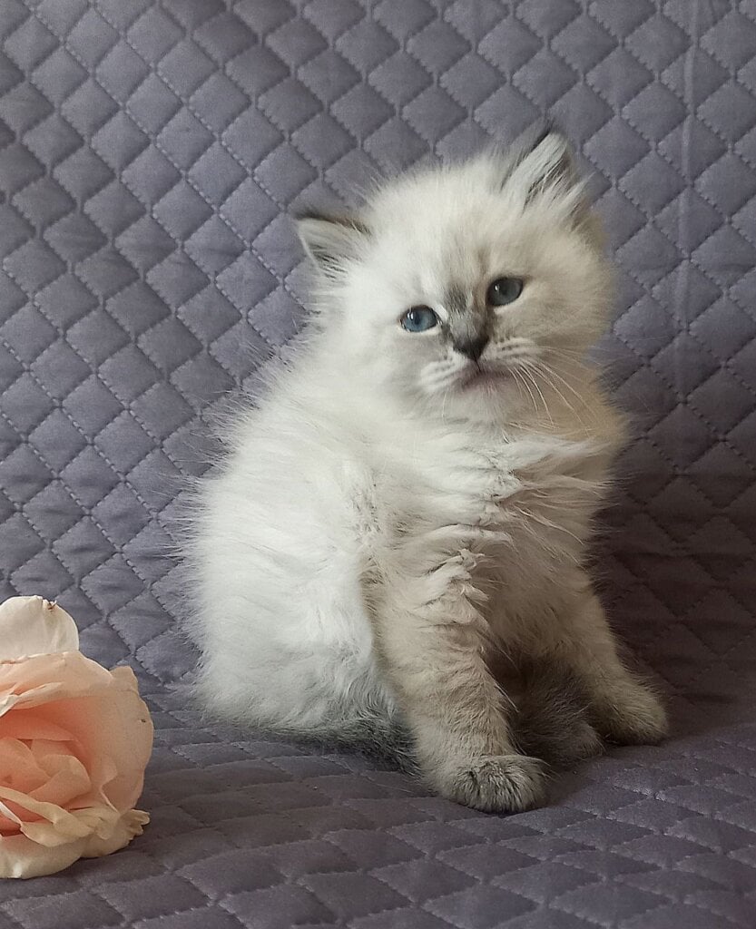 Jasmine Siberian  Female (Available) $3500