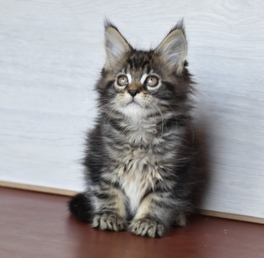 Gummy Maine Coon Male (Available) $2800